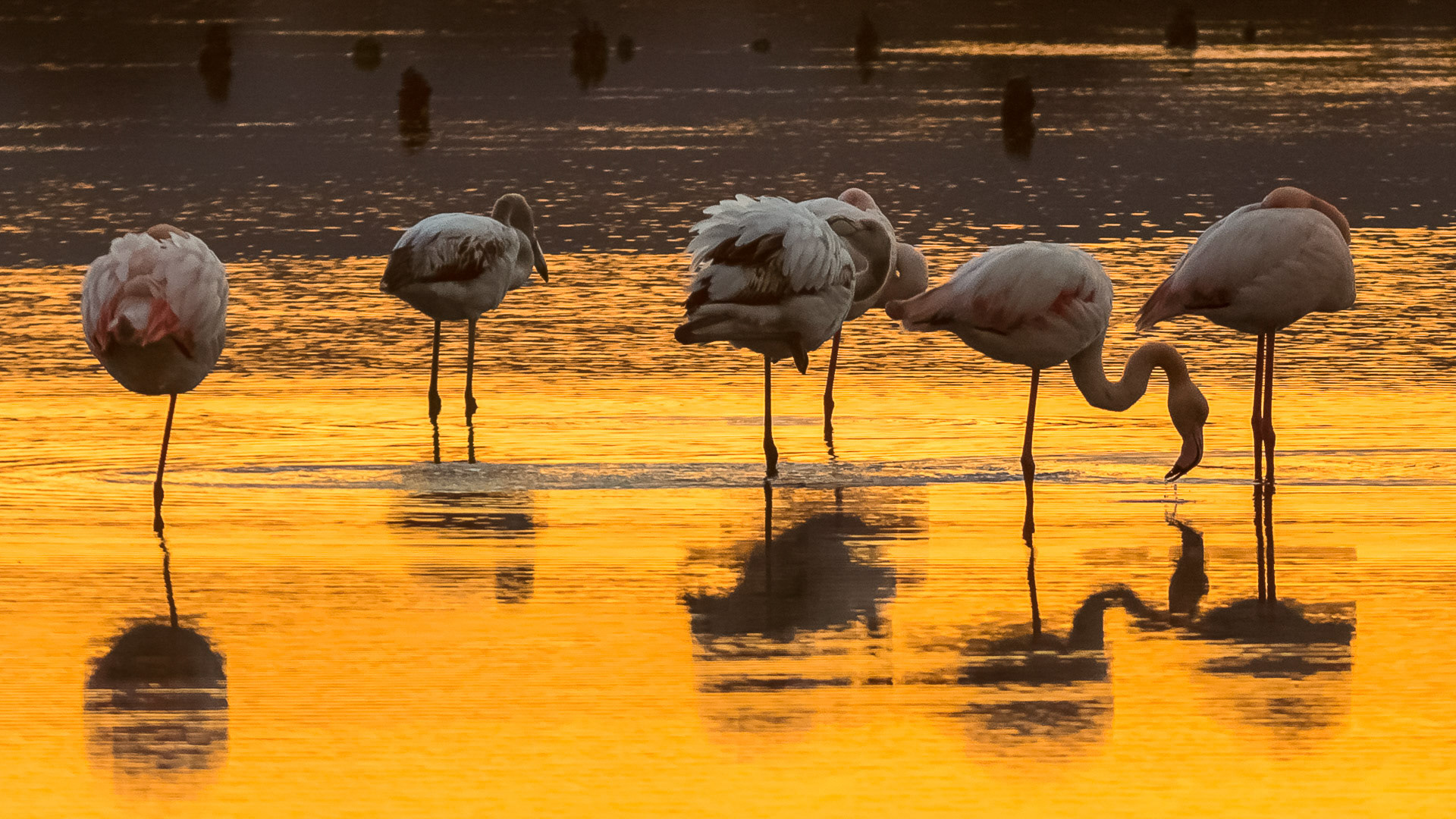Phoenicopterus ruber