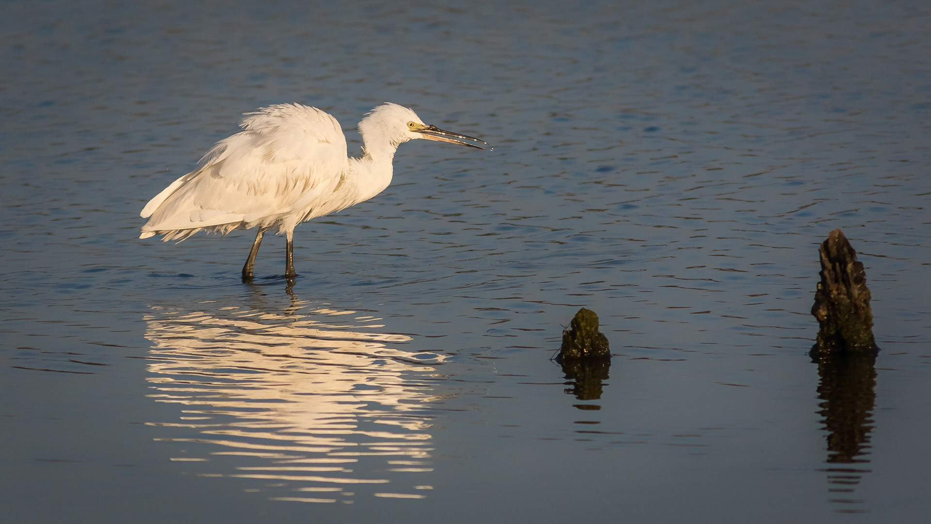 Egretta garzetta