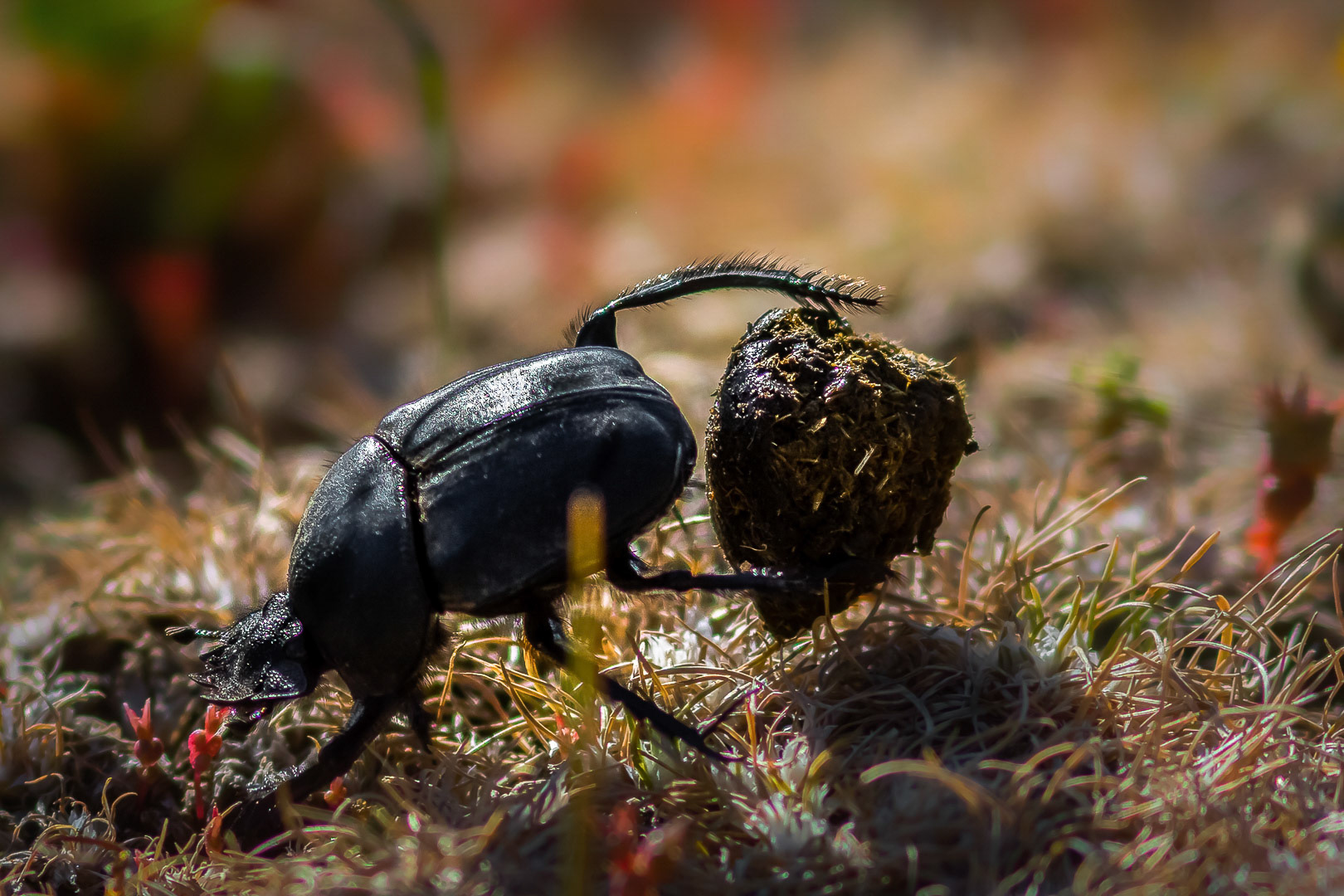 Typhaeus fossor