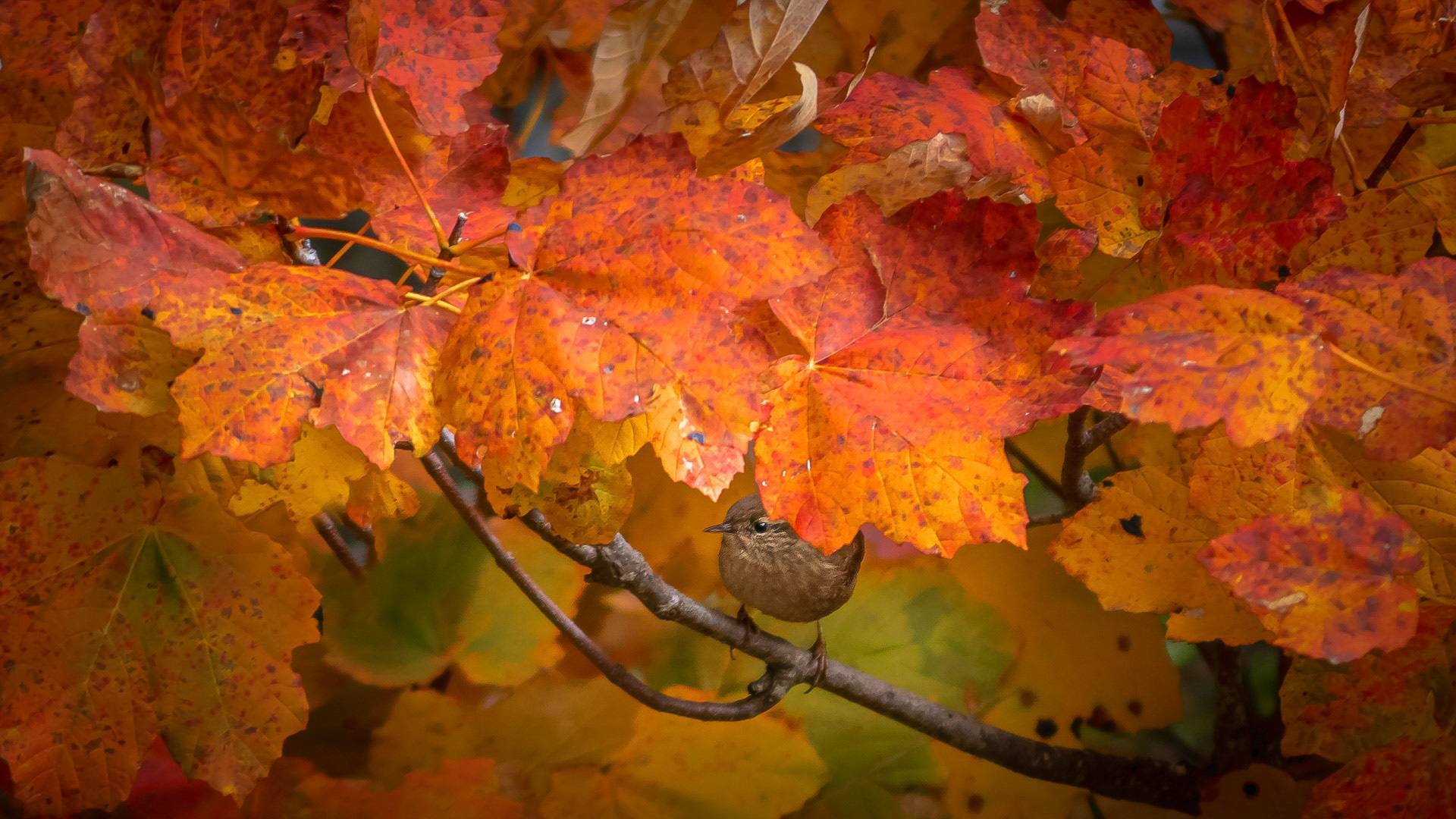 Troglodytes troglodytes