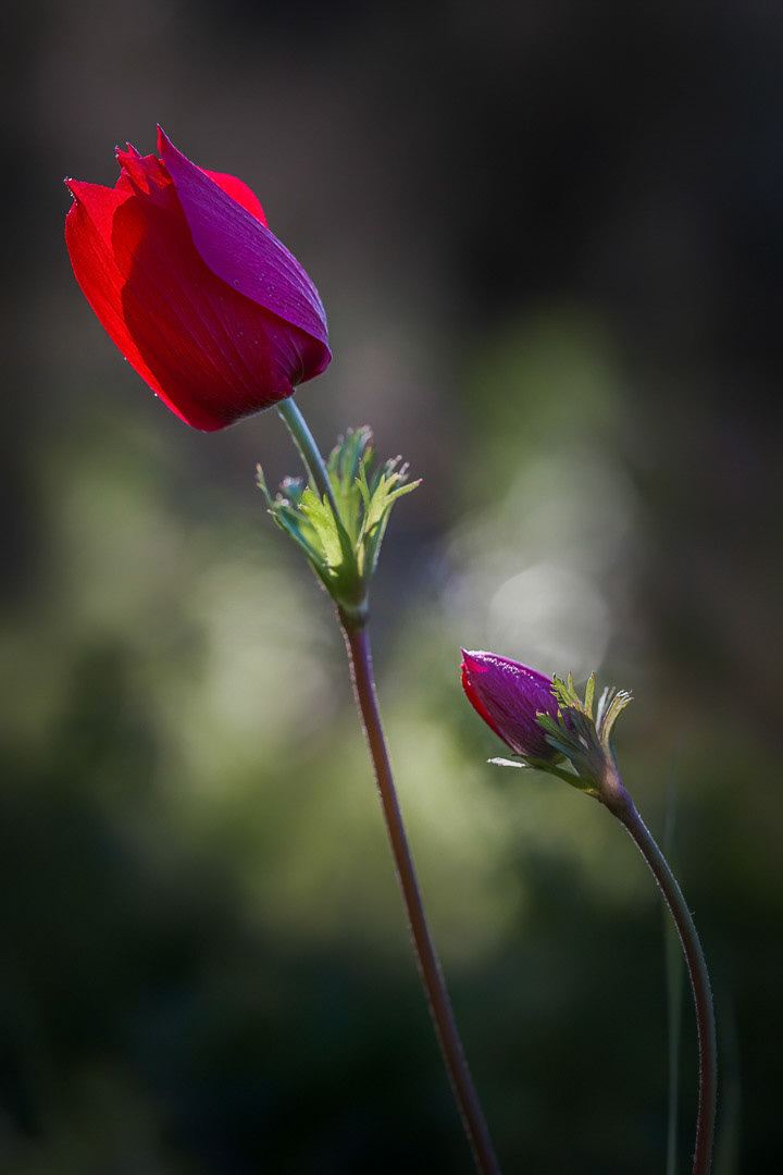Anemone coronaria