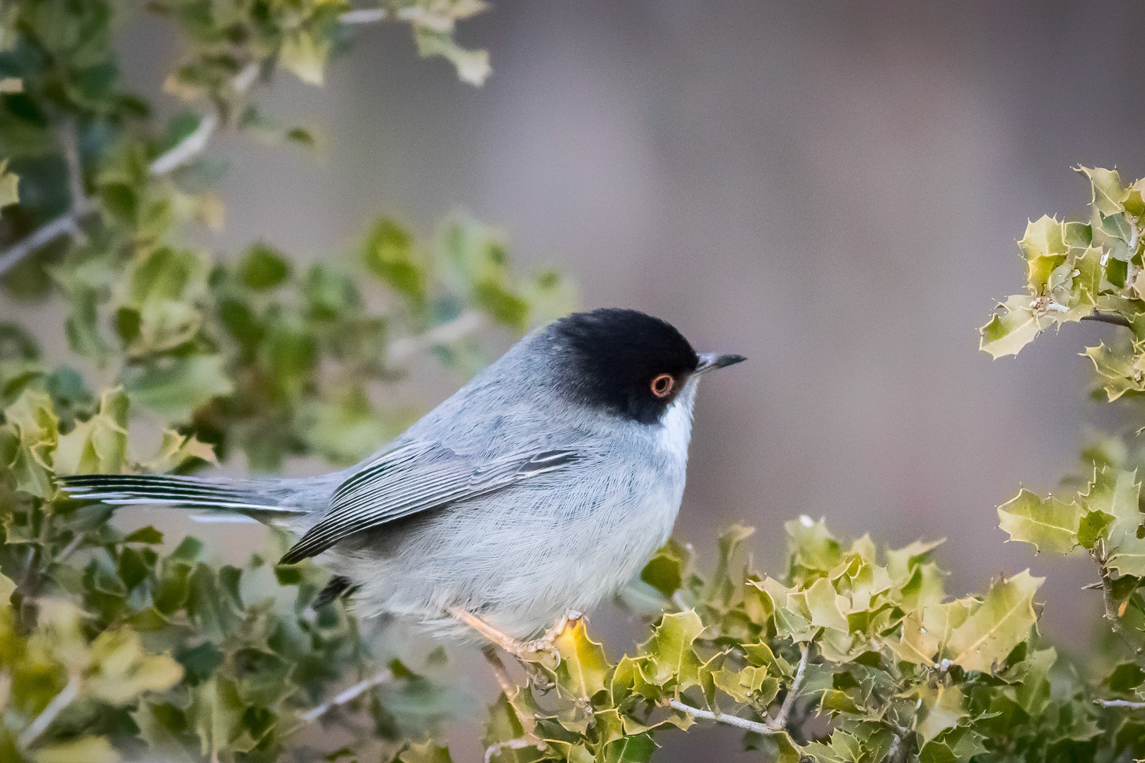 Syllvia melanocephala