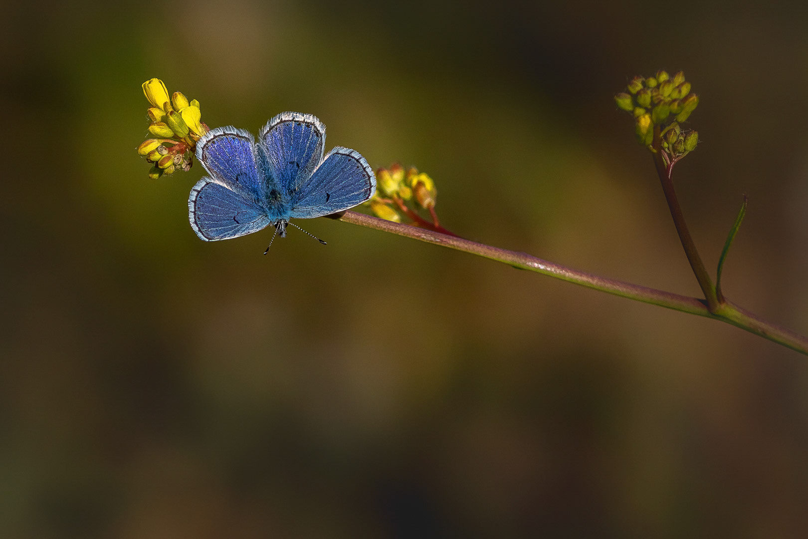 Pseudophilotes vicrama