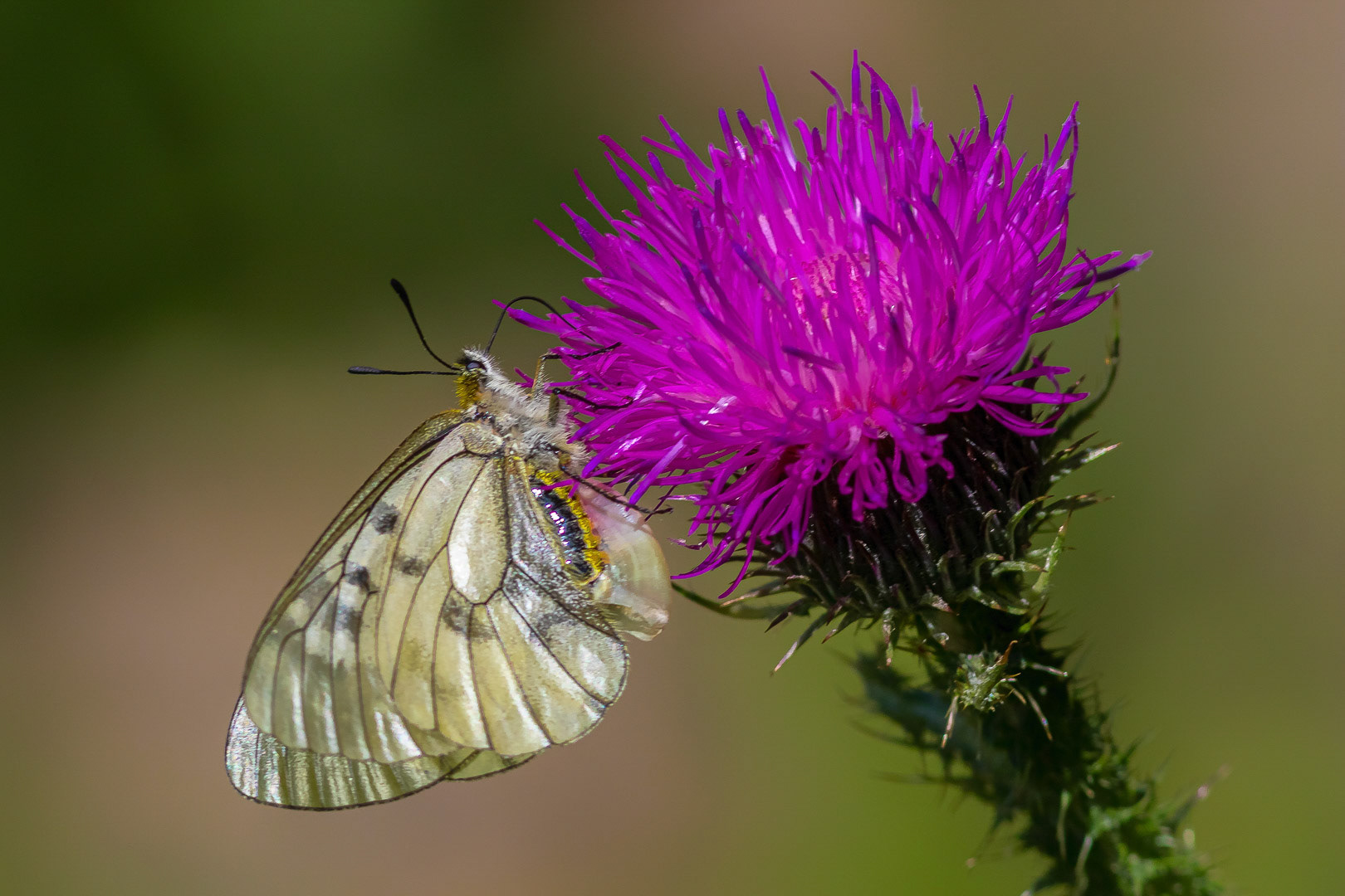 Parnassius mnemosyne