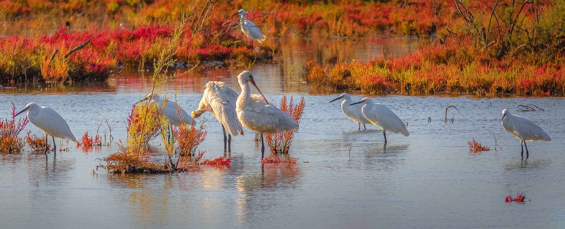 Platalea leucorodia- Egretta garzetta