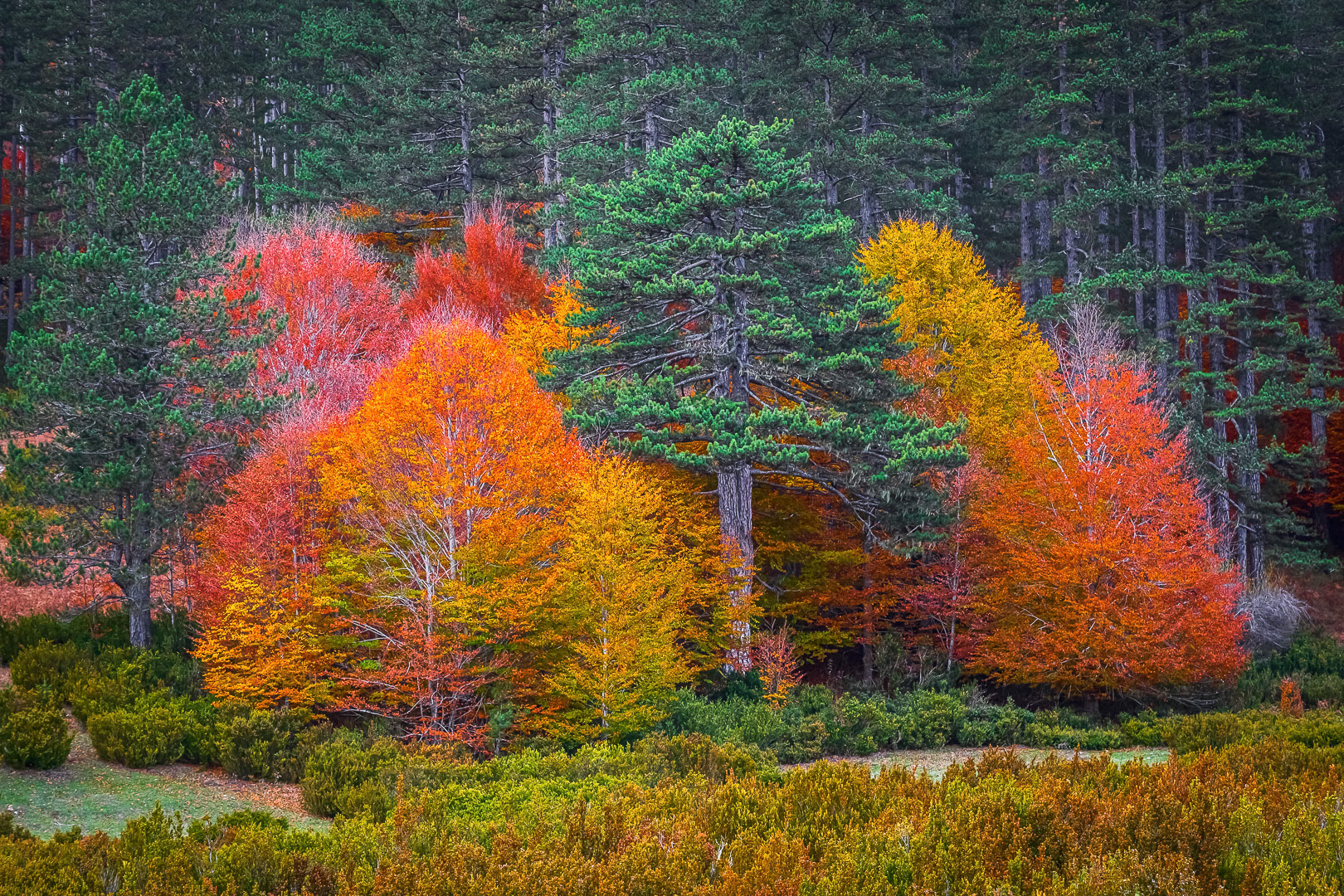 Colorful forest