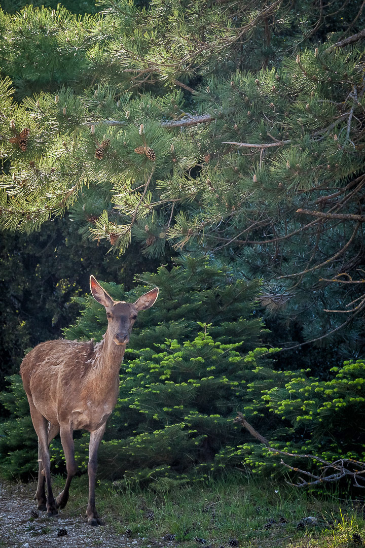 Cervus elaphus
