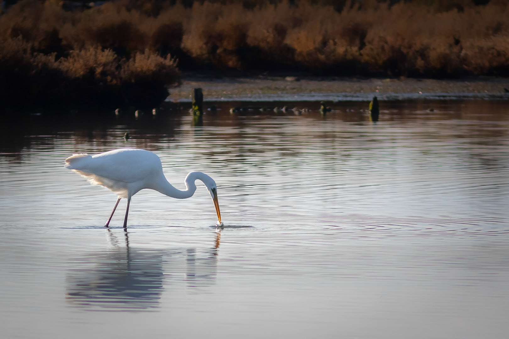Egretta alba
