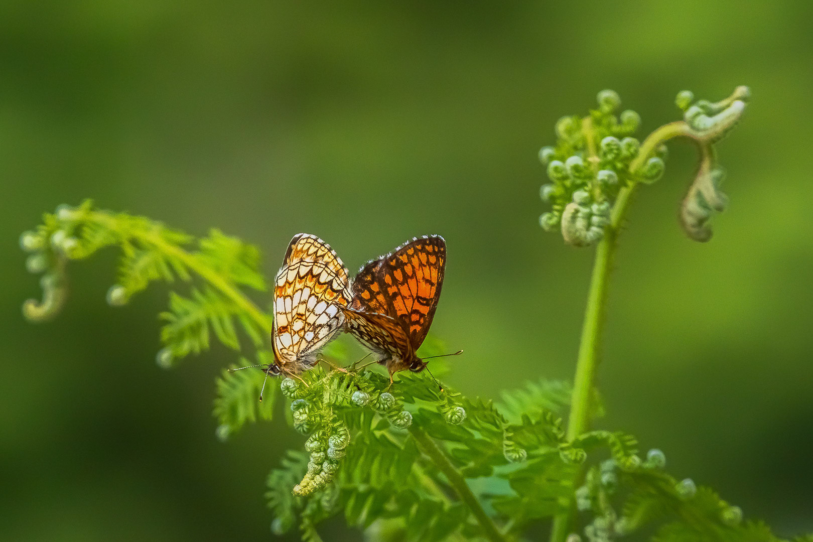Melitaea athalia