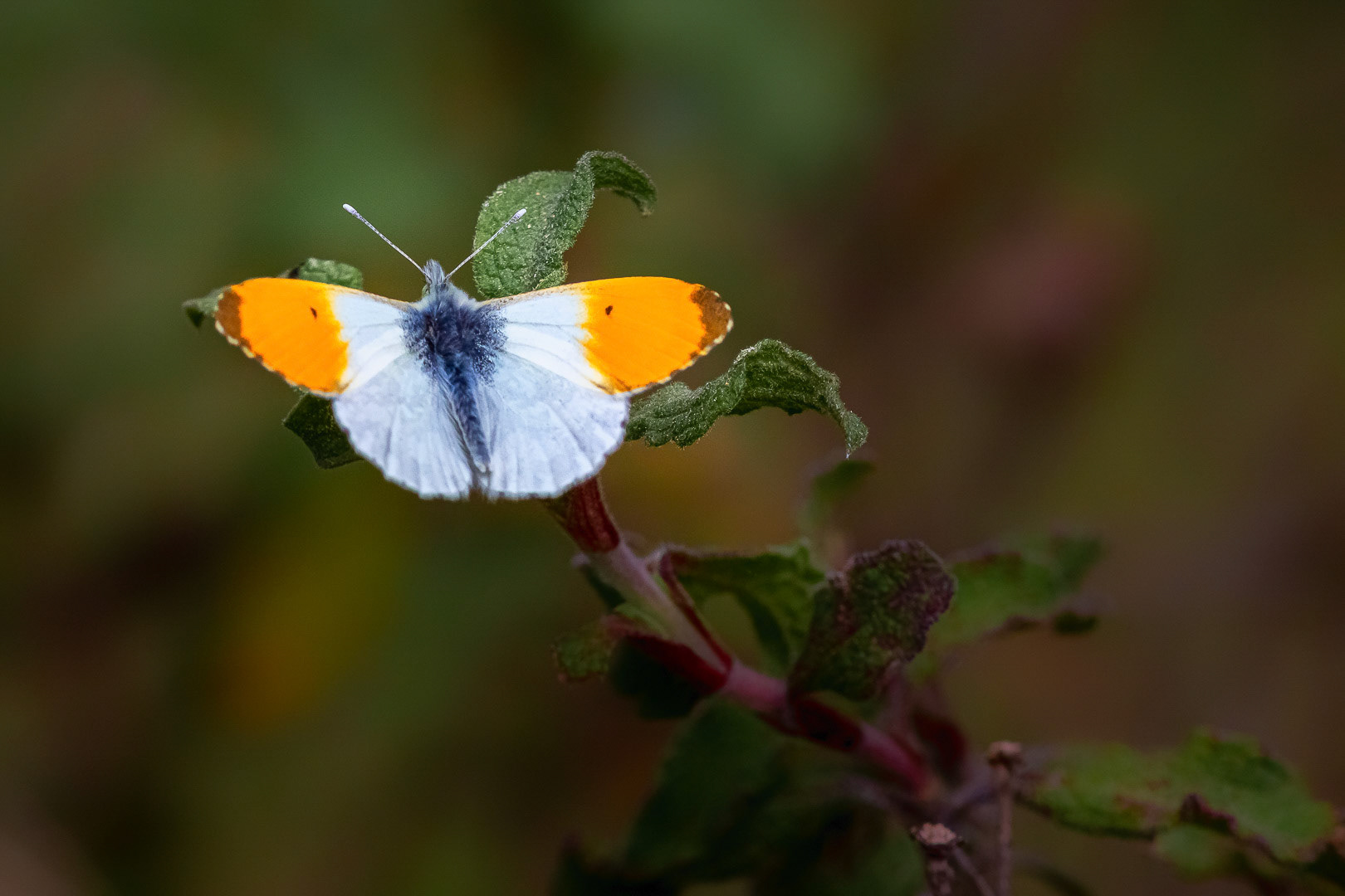 Anthocharis cardamines