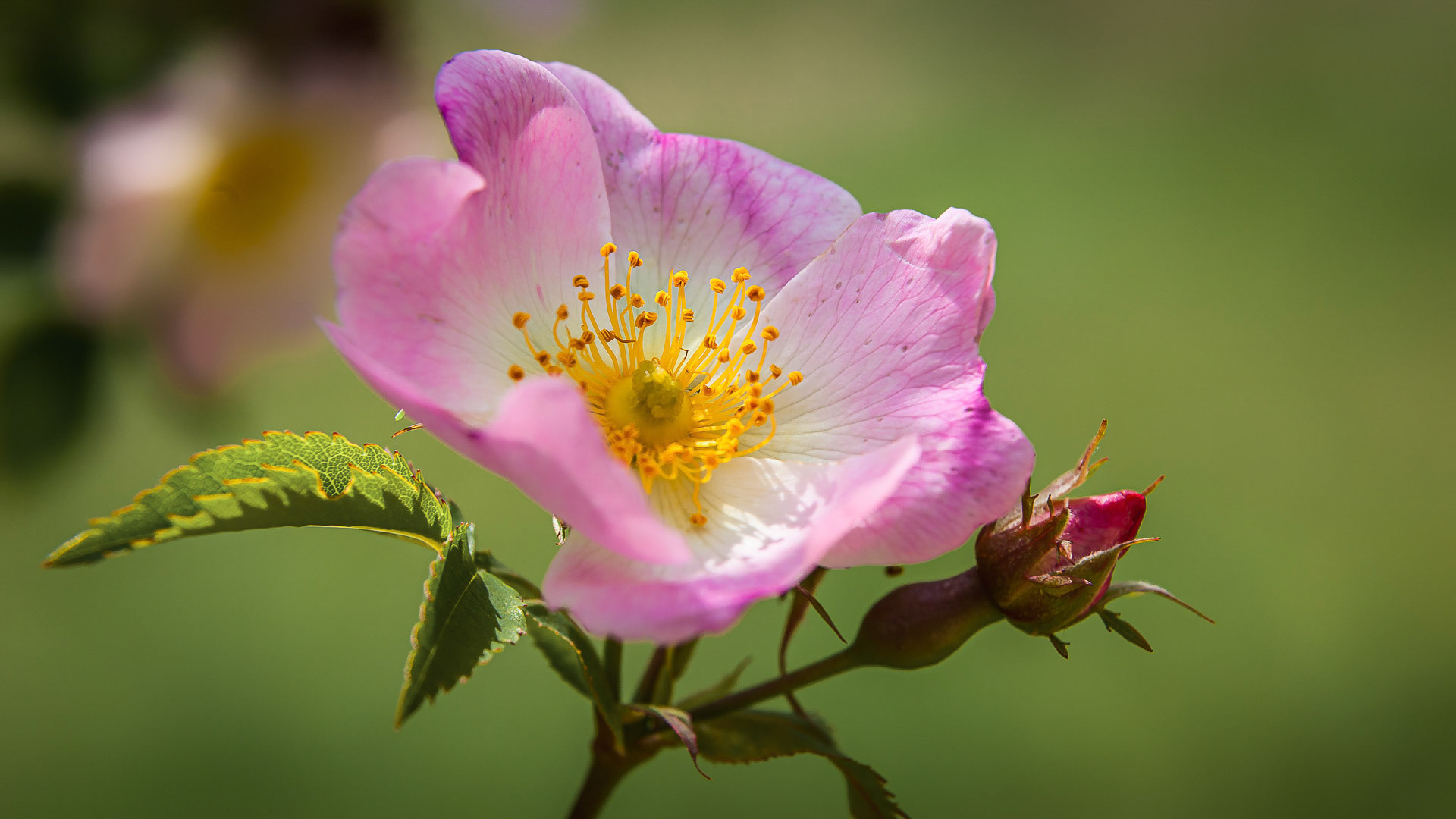 Rosa glutinosa