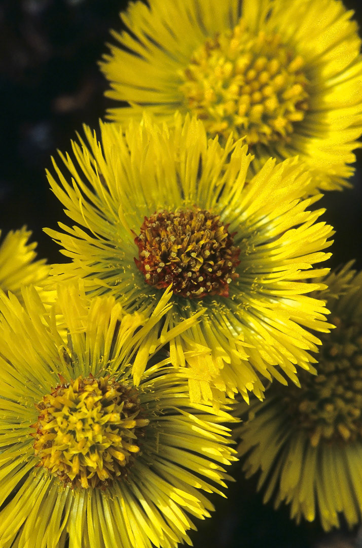 Tussilago farfara