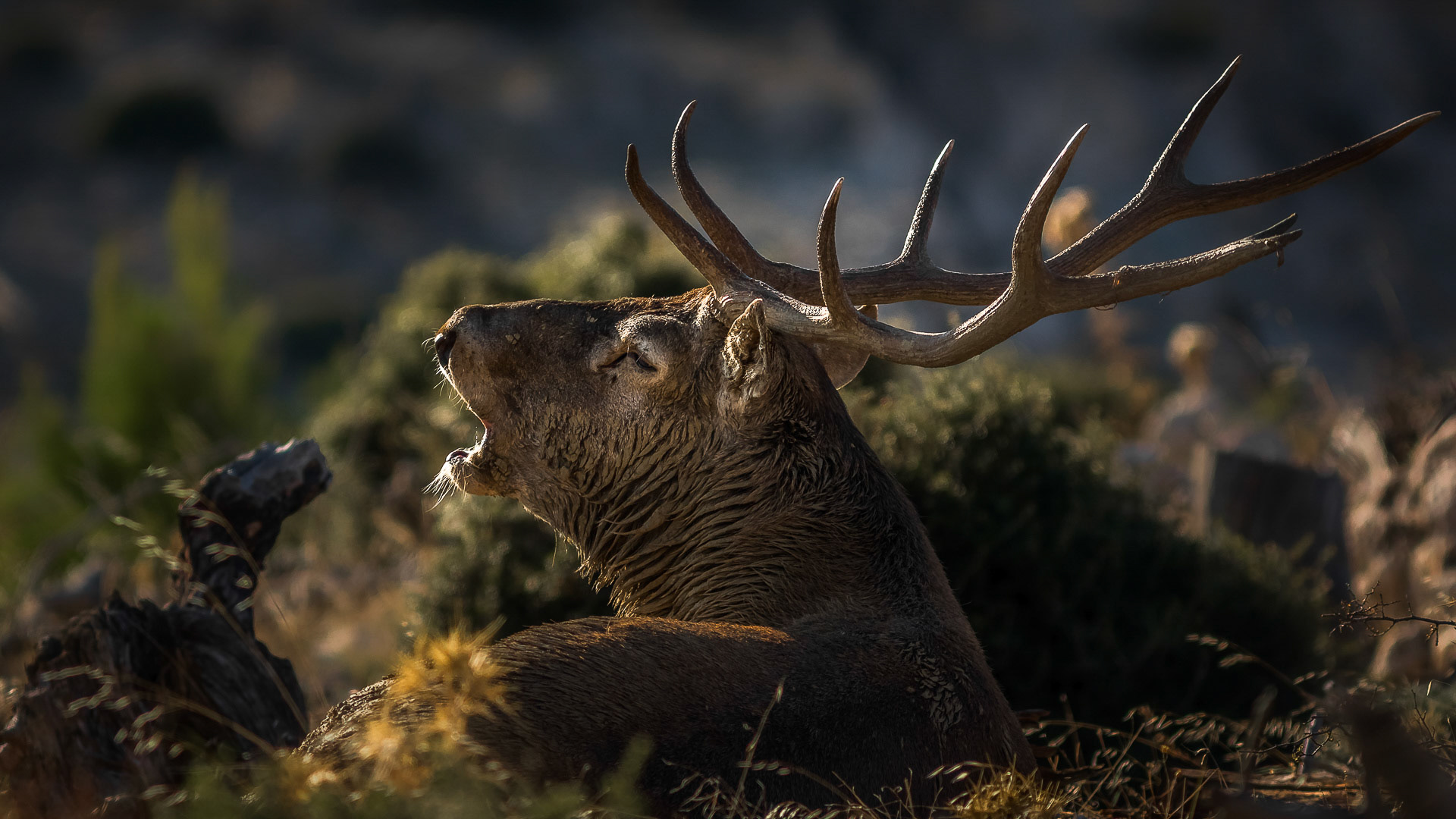 Cervus elaphus