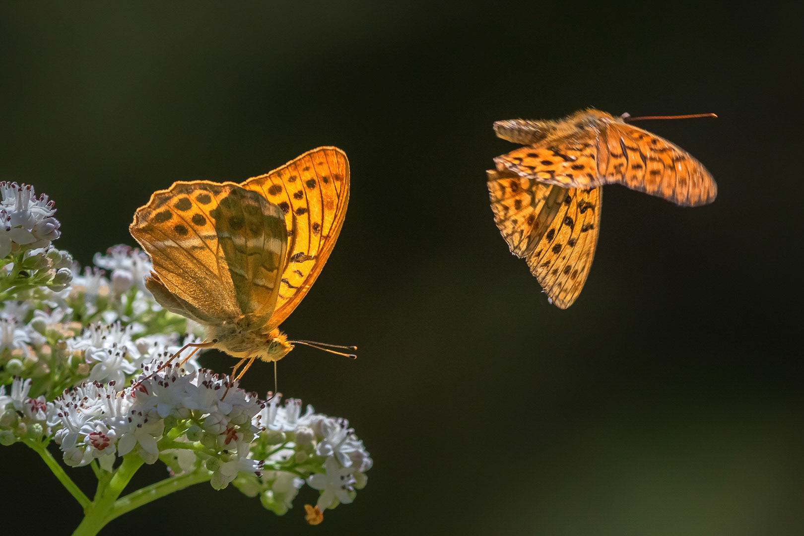 Argynnis paphia