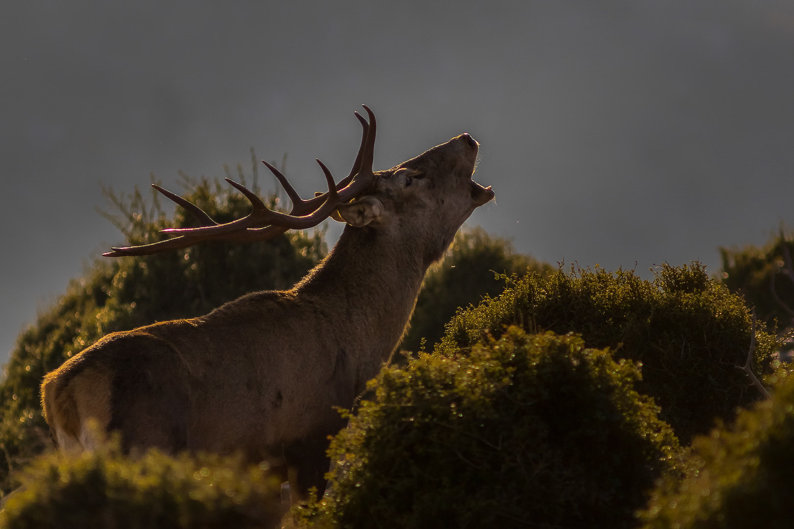 Cervus elaphus