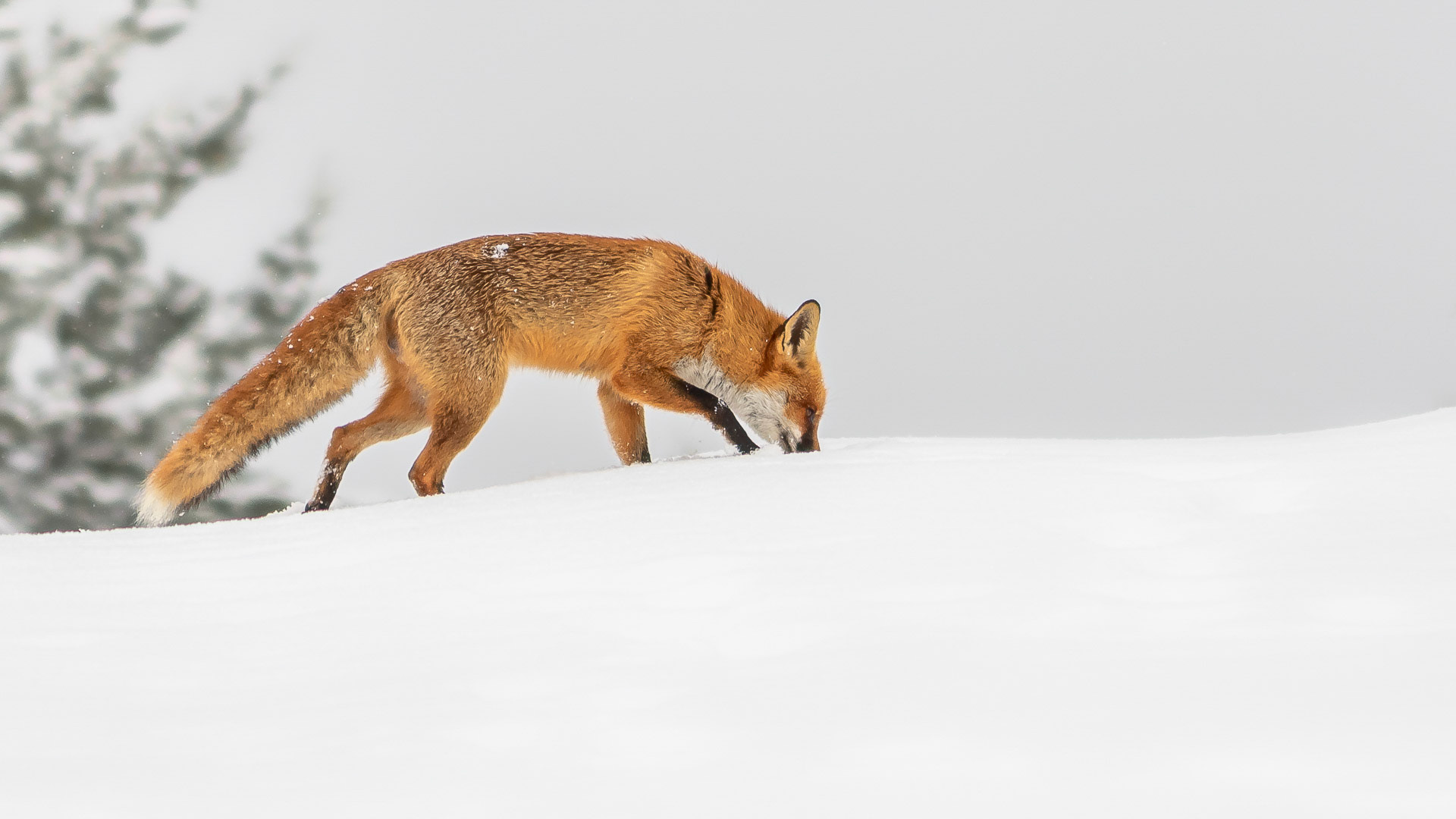 Vulpes vulpes