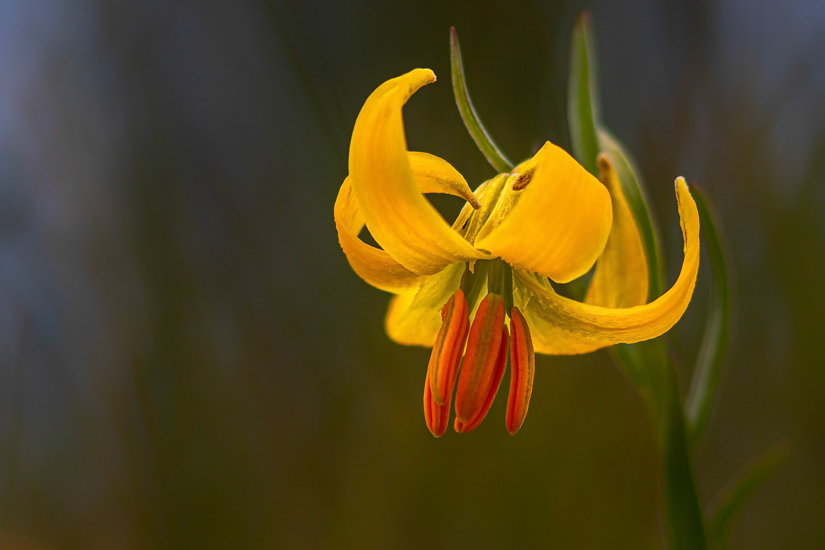 Lilium albanicum