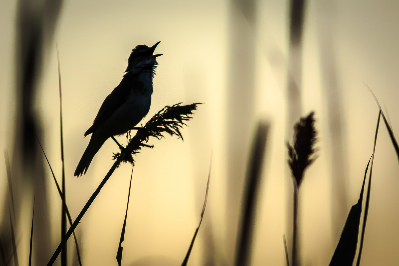 The first song of the day