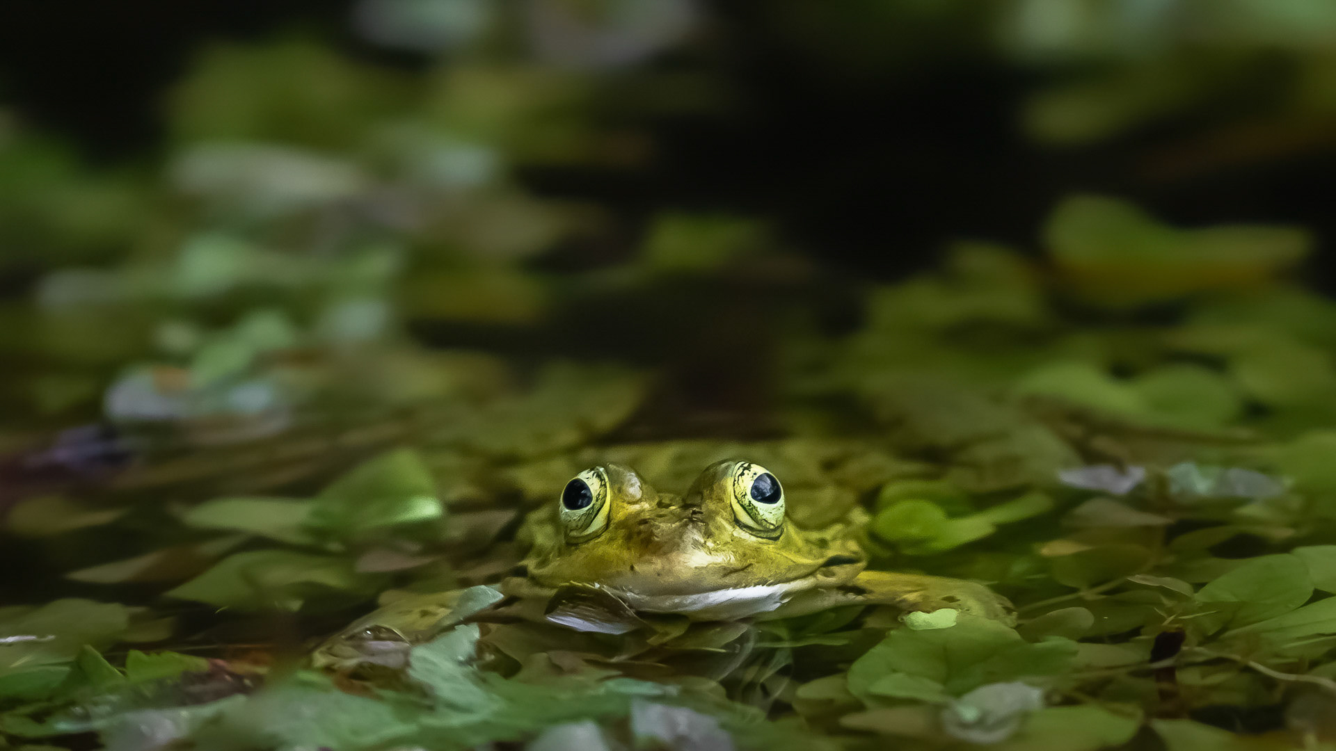 Pelophylax epeiroticus