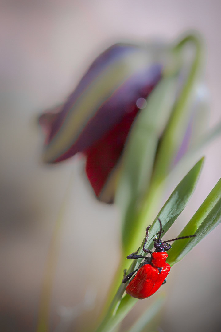 Lilioceris lilii