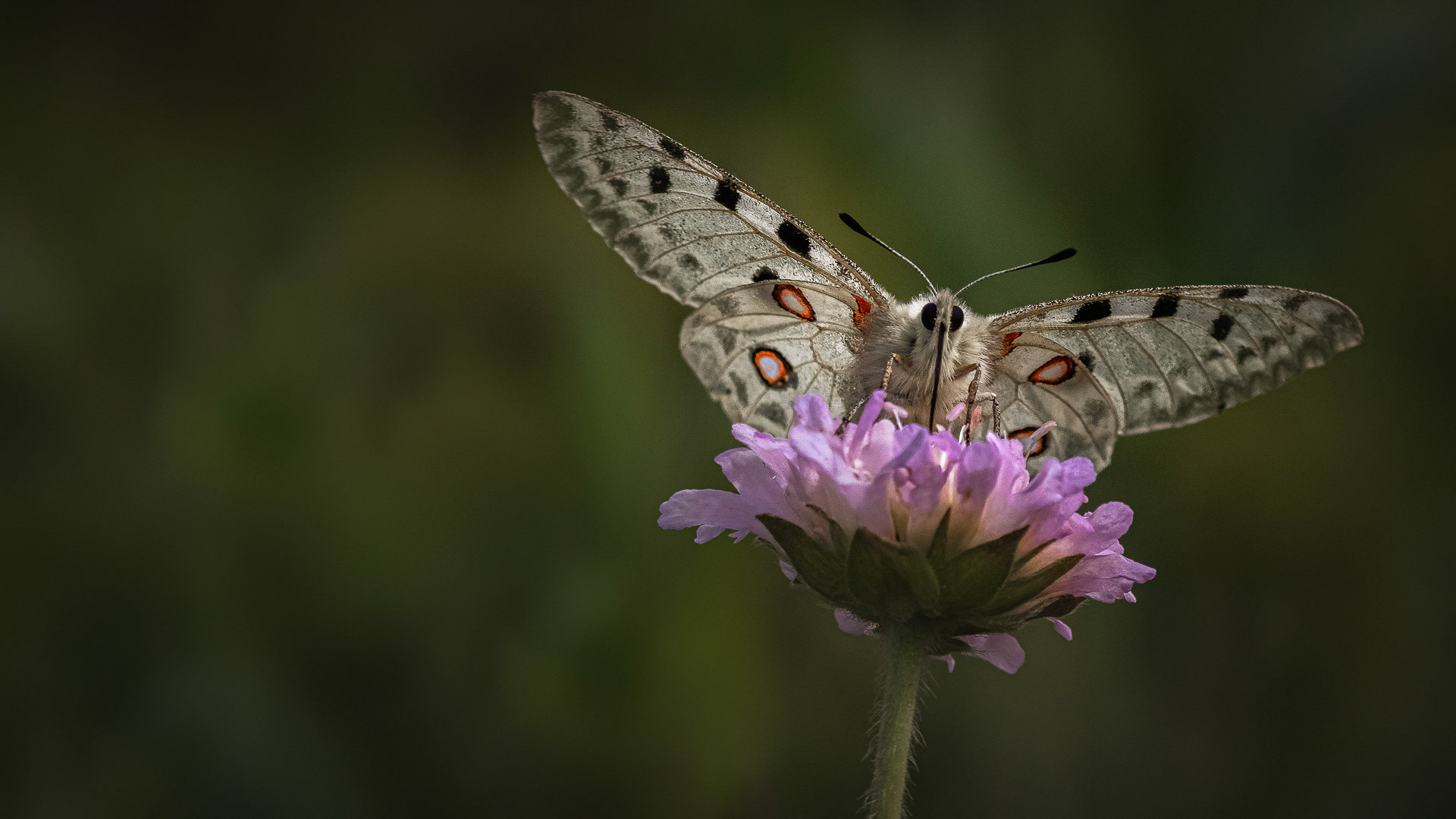 Parnassius apollo