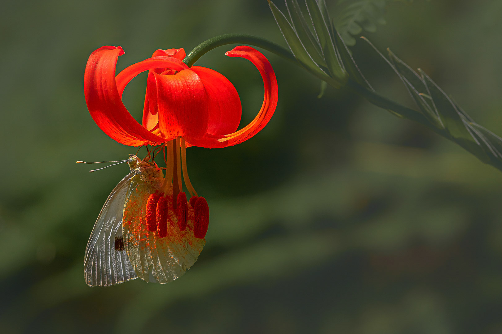 Lilium chalcedonicum