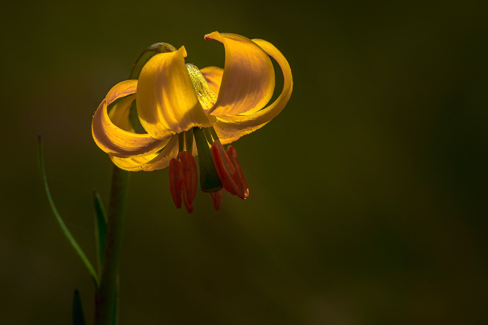 Lilium albanicum