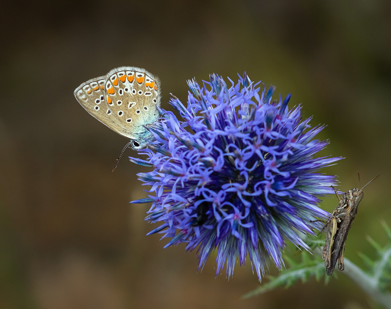 Polyommatus icarus