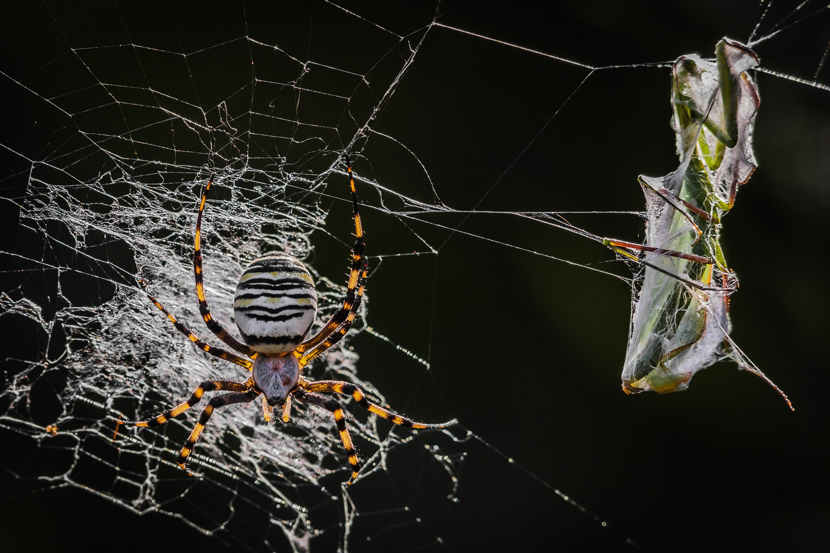 Argiope bruennichi