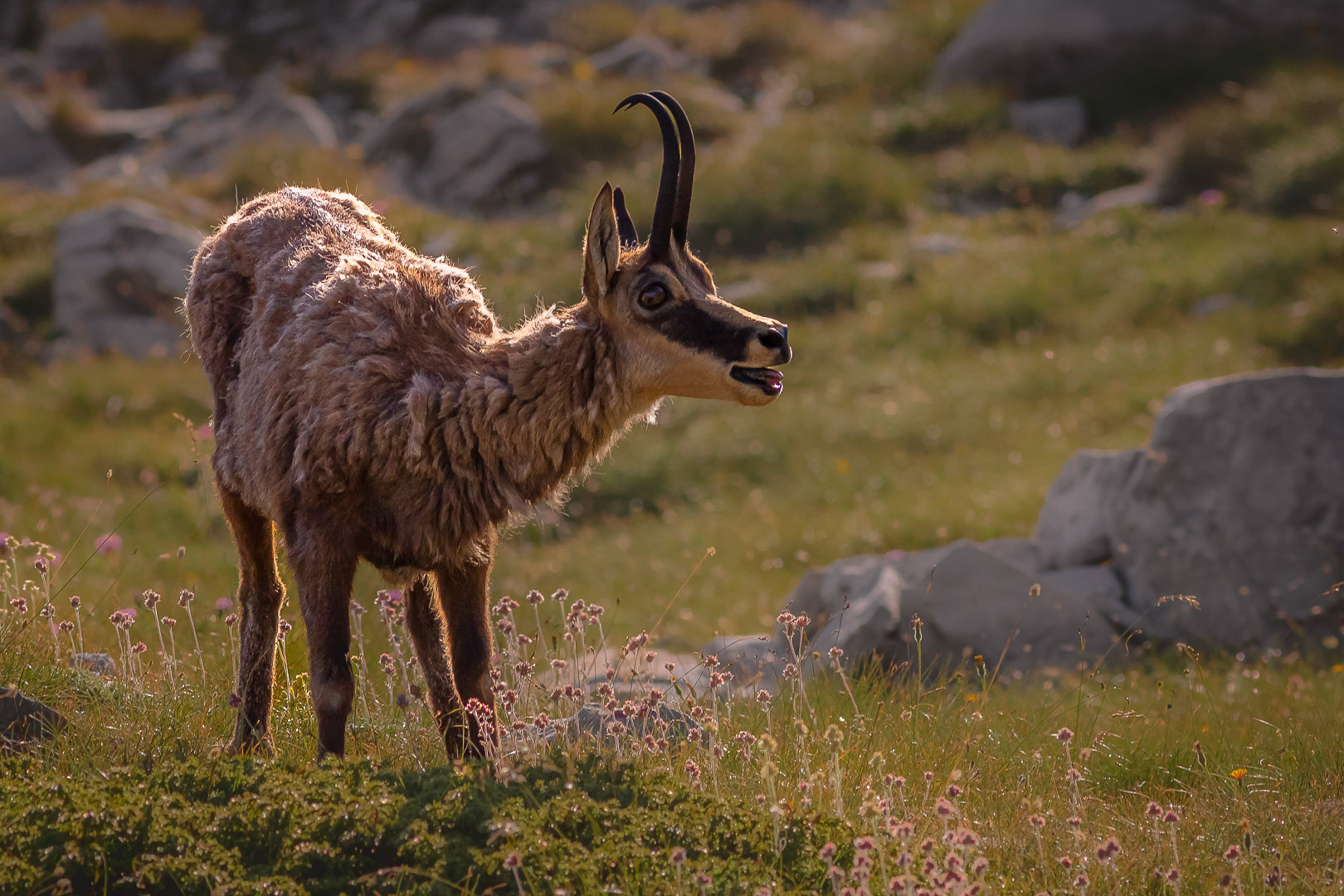 Rupicapra rupicapra