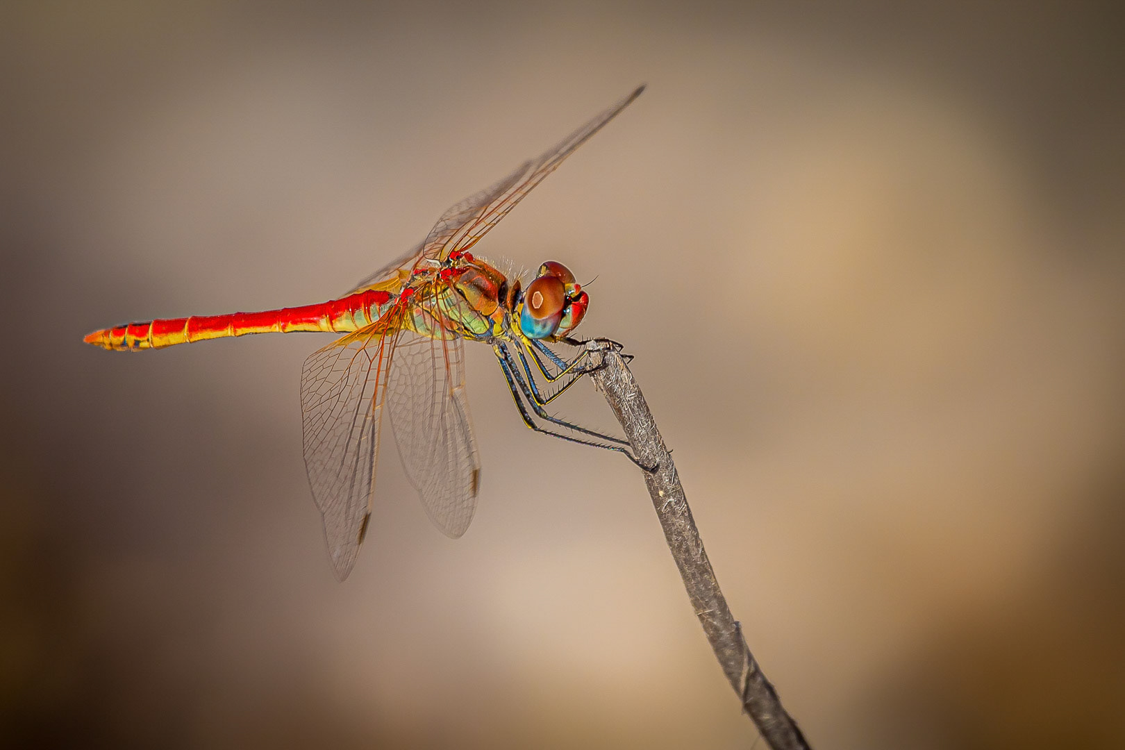 Sympetrum flaveolum