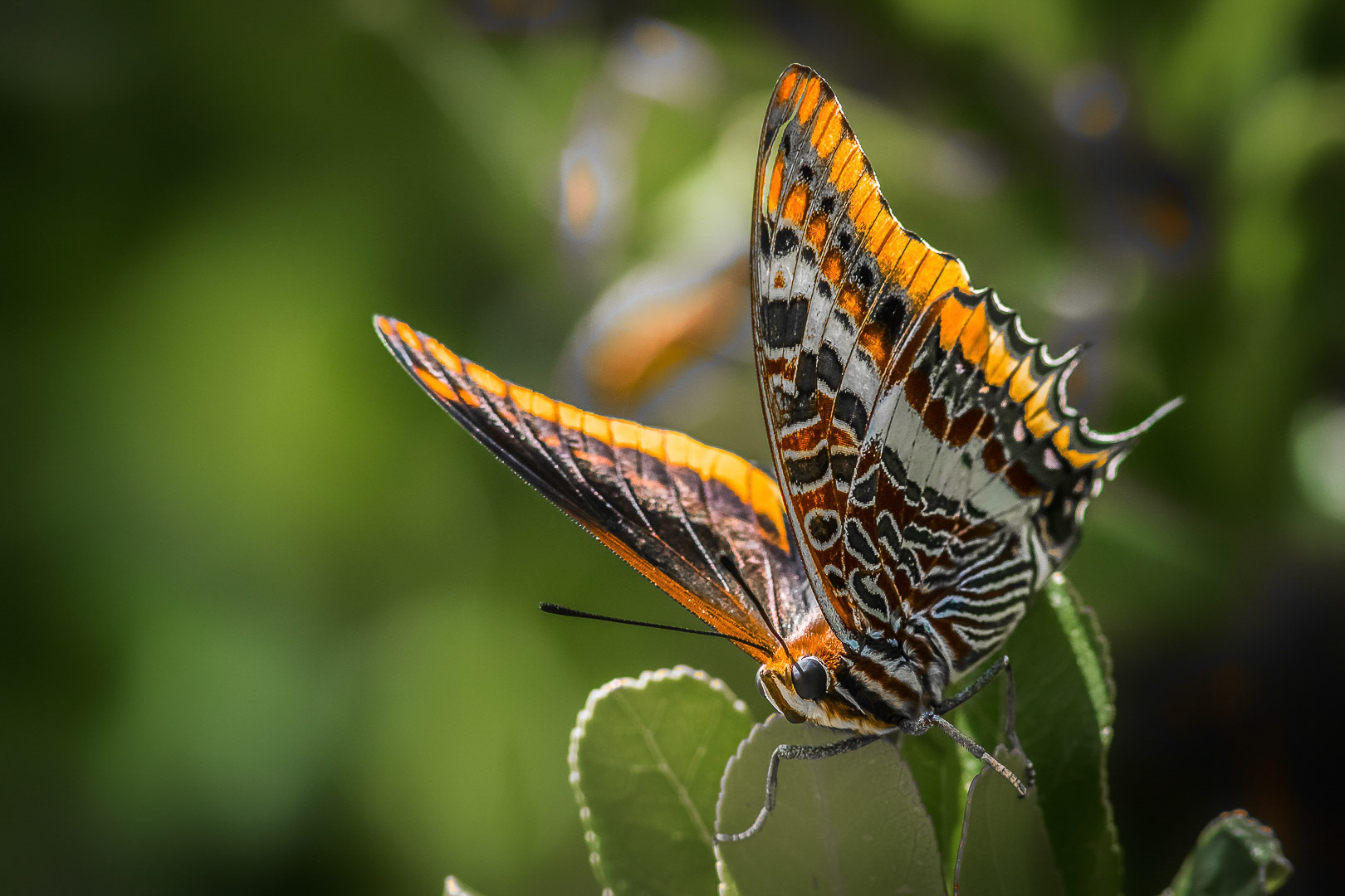 Charaxes jasius