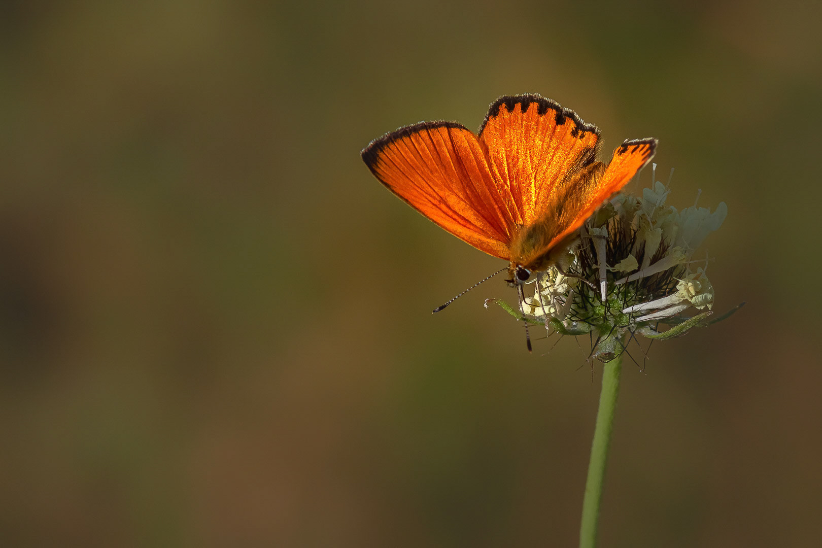Lycaena virgaureae