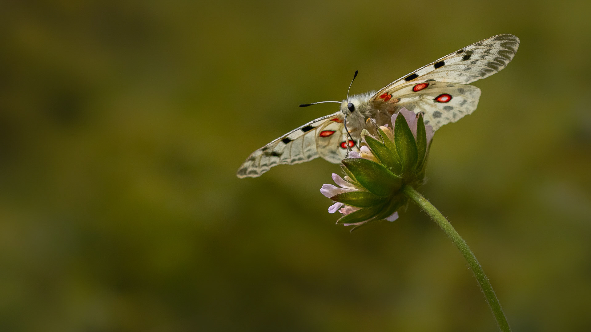 Parnassius apollo