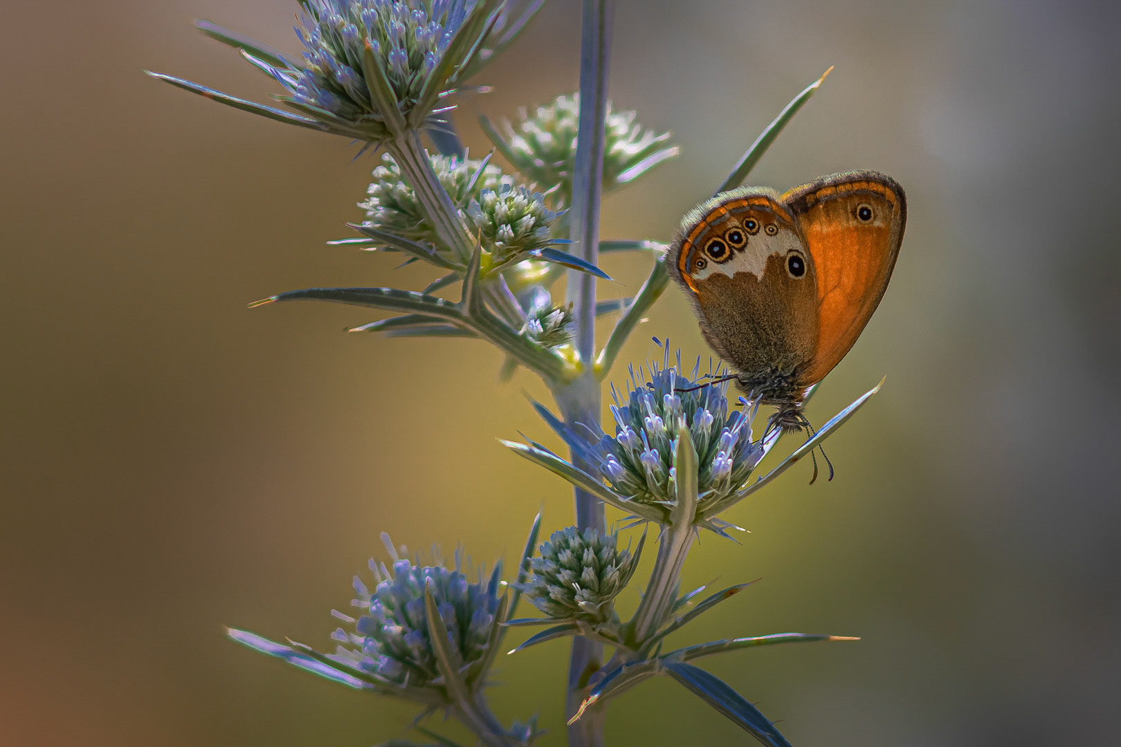 Coenonympha arcania