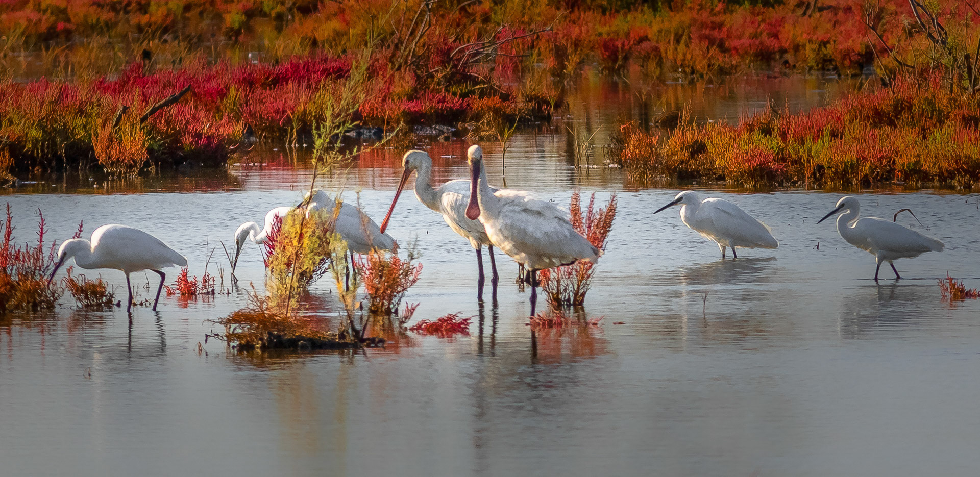 Platalea leucorodia- Egretta garzetta