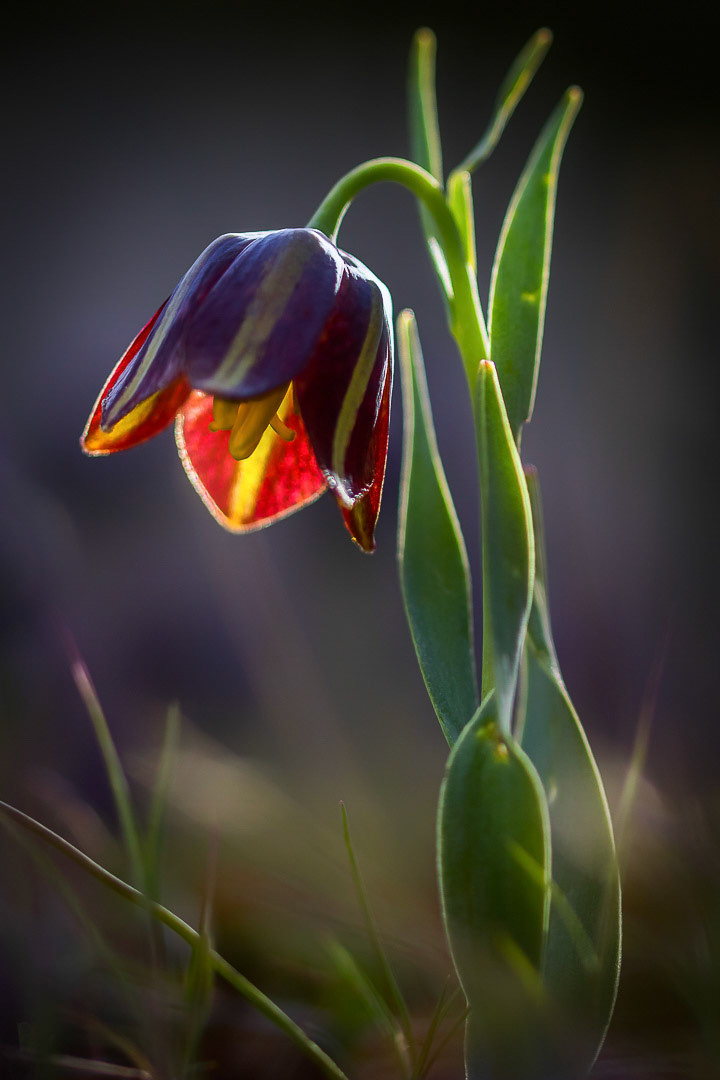 Fritillaria graeca