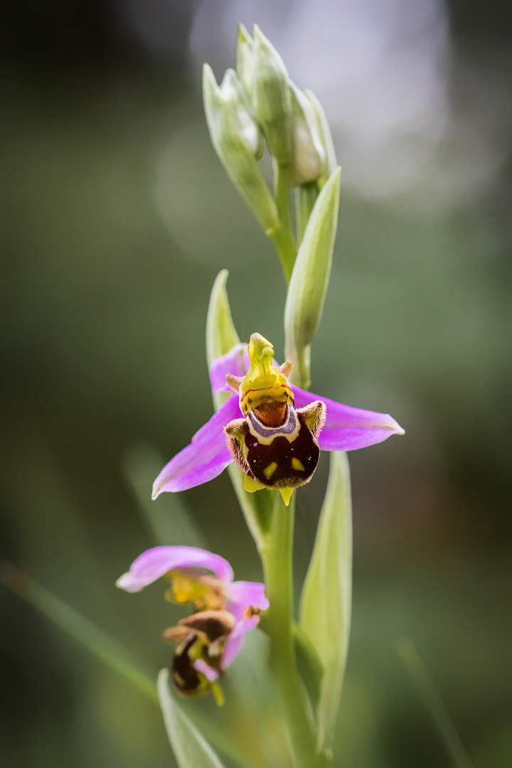 Ophrys apifera
