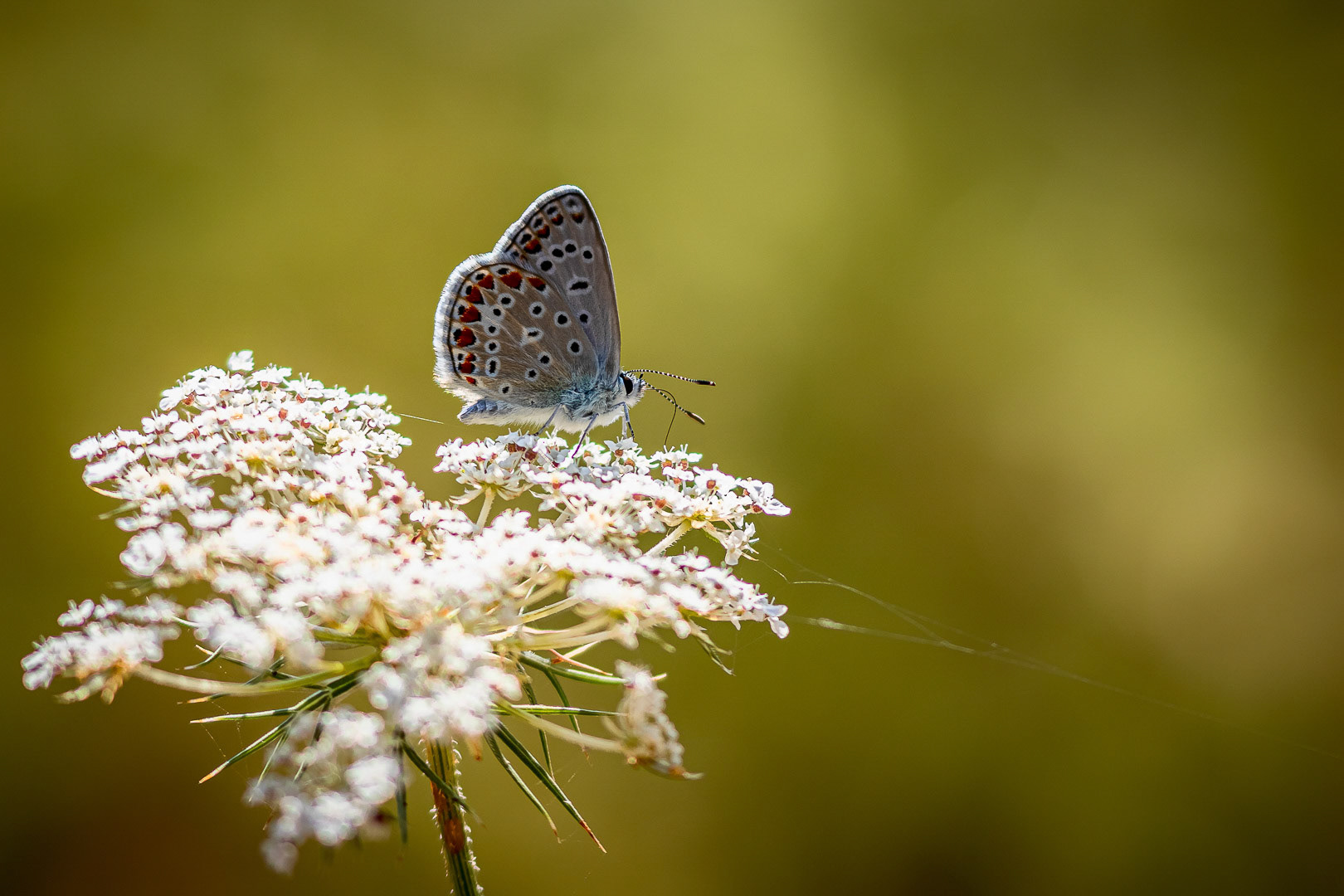 Polyommatus icarus
