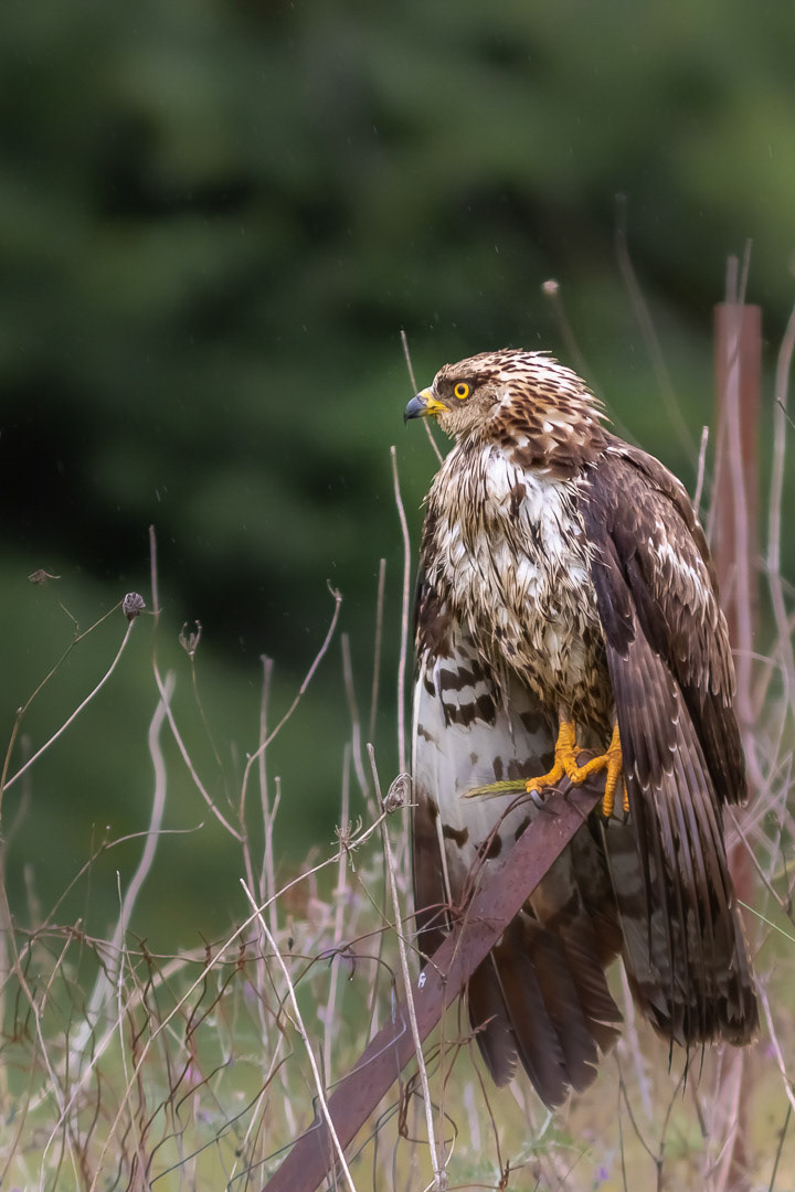 Buteo buteo