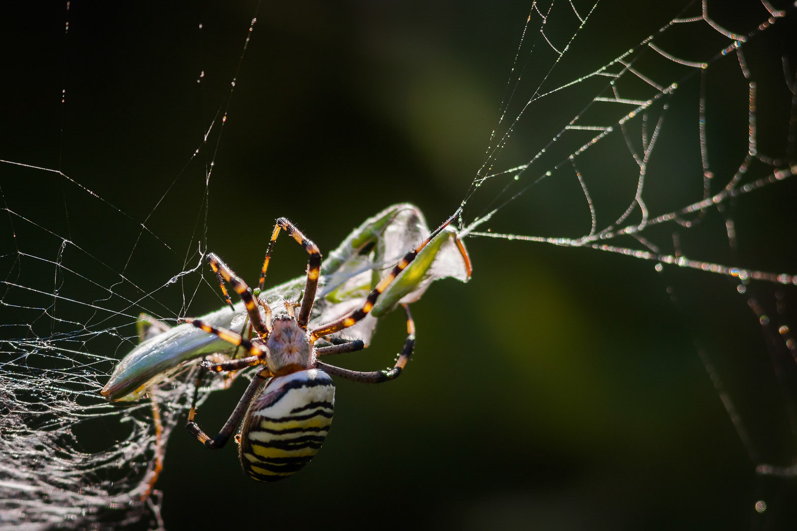 Argiope bruennichi