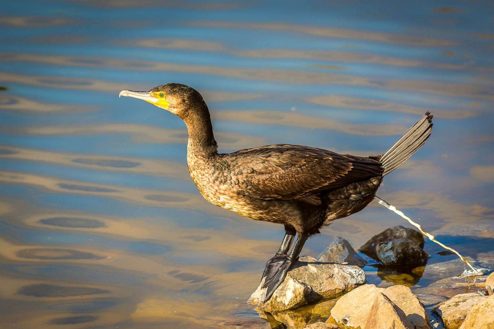 Phalacrocorax carbo