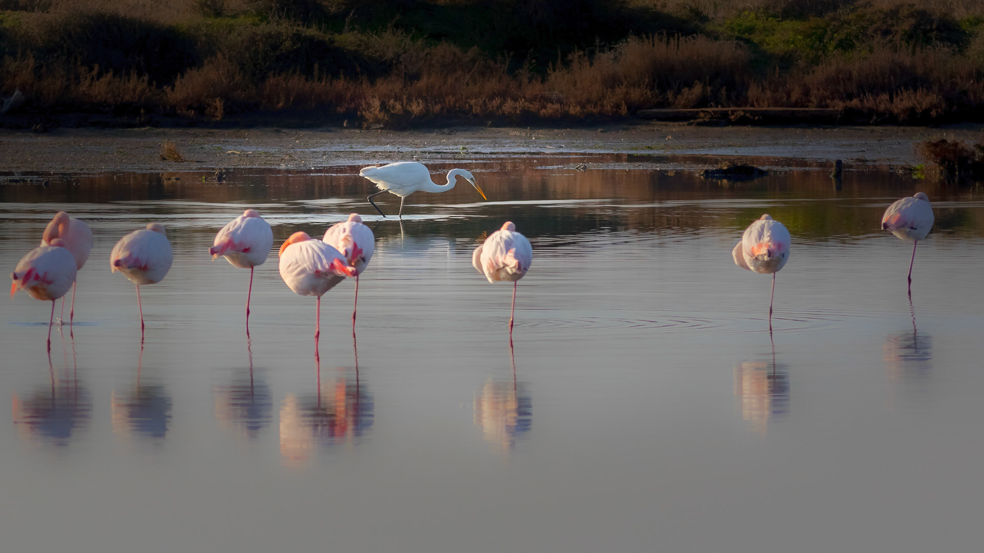 Ardea alba-Phoenicopterus ruber