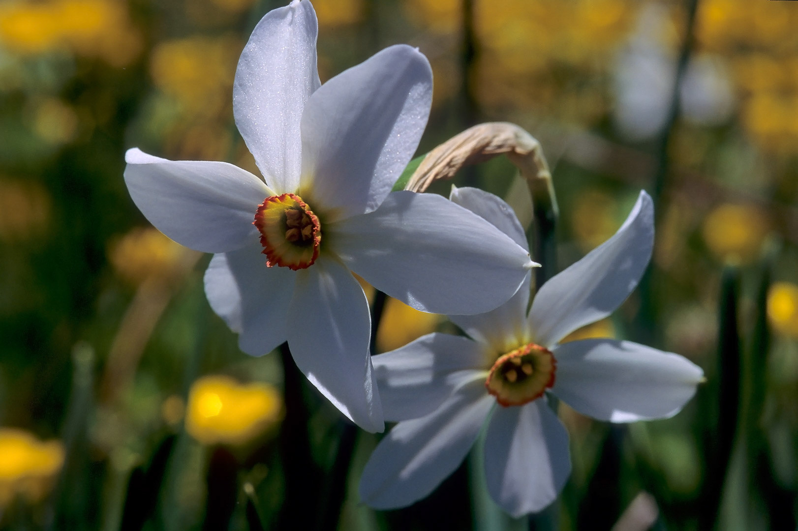 Narcissus poeticus