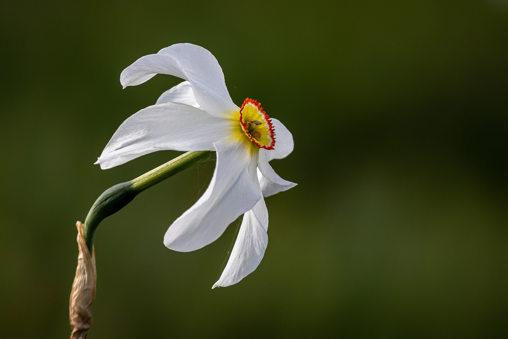 Narcissus poeticus
