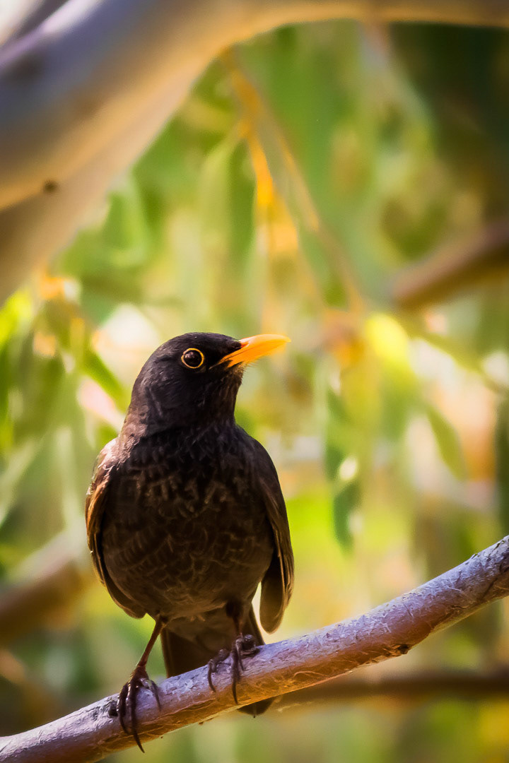 Turdus merula