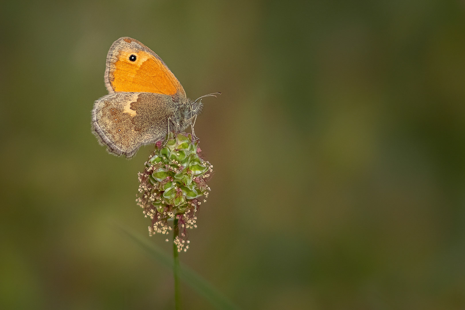 Coenonympha pamphilus