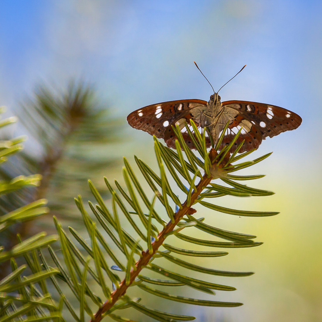 Limenitis reducta