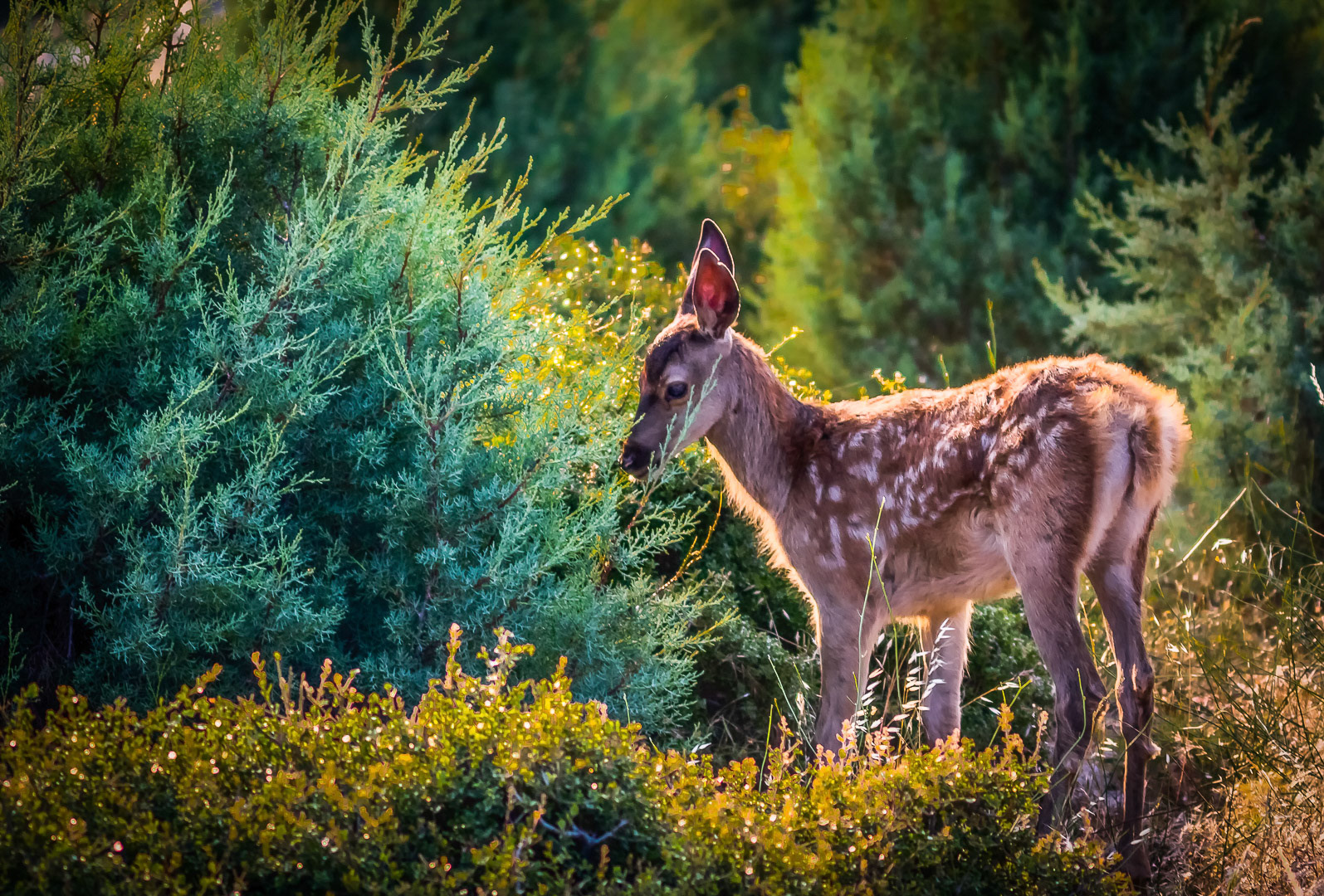 Cervus elaphus