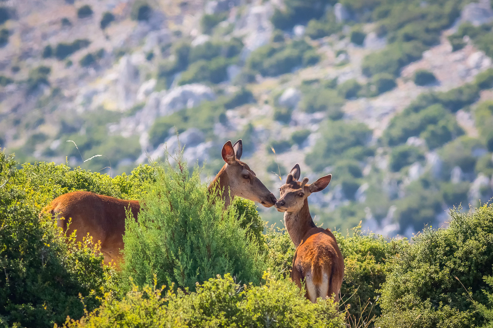Cervus elaphus